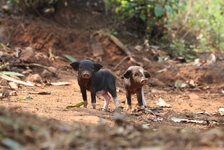 After boorish behavior, pigs kiss and make up