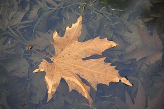 CHINAR LEAF: A Portrayal of Kashmir’s Normal and Social Inheritance