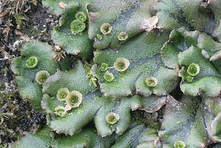 Beyond Oxidative Damage: Reactive Oxygen Species (ROS) Are Essential for Ordered Plant Development…