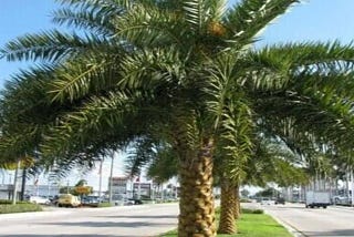 Palm Tree Seeds