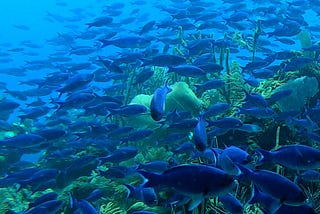 In Belize, a Team Comes Together to Protect Sharks and Rays