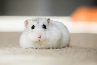 adorable fat white hamster with black eyes and pink nose, sitting on a carpet