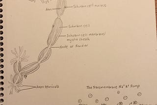 Medical Illustration- The Nervous System on the Cellular Level