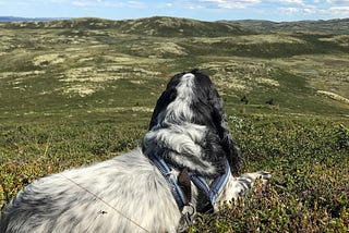 Hund vs digitale prosjekter