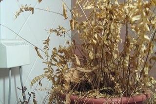 My Plant Body Count Hit 47 Before I Finally Learned Self-Forgiveness