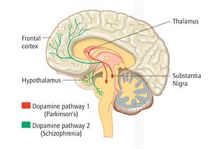 Researchers Dive Deep To Link Dopamine With Brain Health