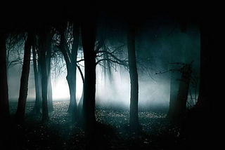 Dark Forest At Night