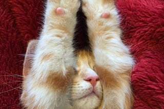 I Have Cute Toes and I Know It