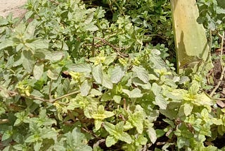 Kitchen Gardning Challenges