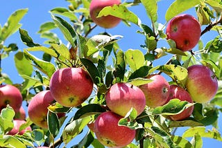 Dezeen Housing commission recommends fruit trees By Annette Lathion