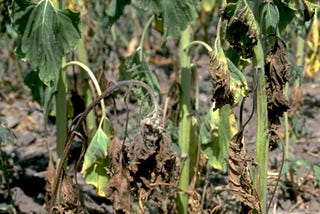 Tips for Dealing with Verticillium Wilt in Your Garden