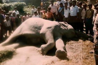 Elephants of North Bengal