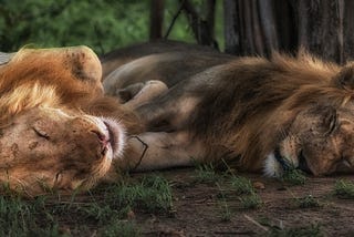The Sleeping South