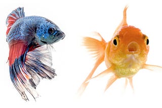 Can Betta Fish Live with Goldfish? A Comprehensive Deep Dive into Aquarium Compatibility