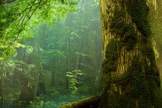 3 Reasons Nature Doesn’t Need a CEO