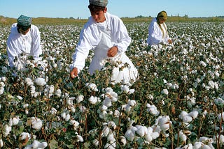 farmers harvesting cotton in a field