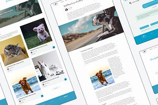 Case study: building a platform for pet parents