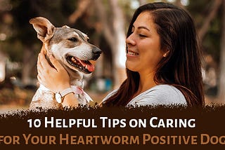 10 Helpful Tips On Caring For Your Heartworm Positive Dog