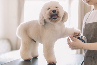 Benefits of Dog Grooming