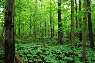 Impact Bonds and the Possibilities of Regenerative Finance