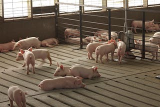 Hog farm with small pigs in confined system. Image is by United Soybean Board.