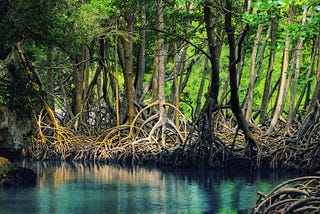 The Mangrove