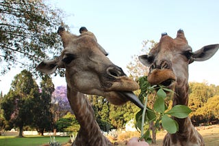 All (most) of the animals I saw while in Zimbabwe