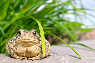 Desert Toads File Complaint, Would Like to Know What the F*** is Going On