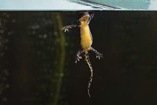 How to Save An Animal From Extinction: the Story of the Bosnian Newt