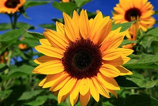 A sunflower in the forefront with sunflowers in the background.