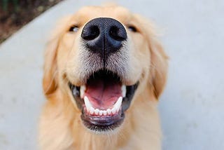 Keeping your dog’s teeth clean and healthy