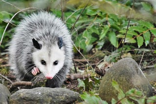 Stories from the Past: Night of the Opossum