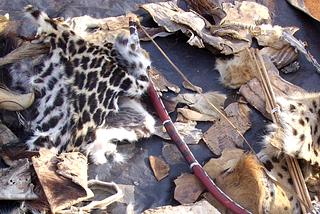 Animal skins and other artefacts for sale for use in juju.
