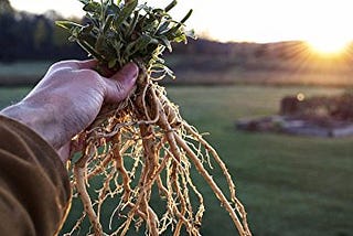 The benefits of Ashwagandha no one ever told you