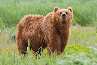 The Majestic Brown Bear A Keystone Species in Ecosystems