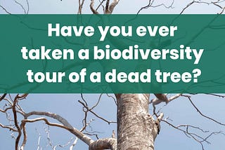 Biodiversity tour of a dead tree