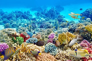 Can we afford to lose Coral Reefs?
