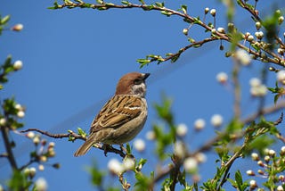 World Sparrow Day 2022!