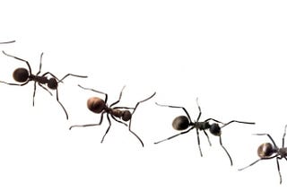 Ant_17102024