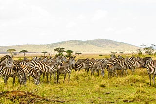 Looking for a vacation to go? Choose Tanzania.