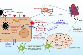 Myocarditis after COVID-19 Vaccination versus SARS-CoV2 Infection: Latest UK Study in Context