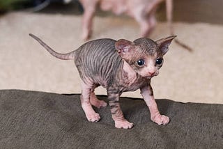 Managing the Challenges of Hairless Care for Sphynx Cats