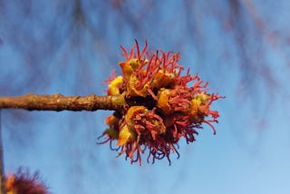 An unusual flower without petals with parts sticking out brightly coloured at the end of as stem against the sky