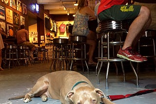 A pitbull calmly lays on the floor of a brewery in Ohio where restrictions on dogs in establishments that serve food or drinks are more relaxed.