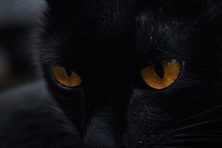 BLACK CAT (Great Poems Series)