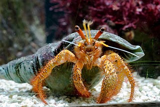 A Hermit Crab Walks into a Bar