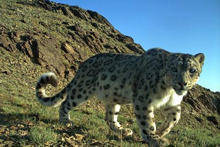 Turning the Tide: Mongolian Conservationists Create a Future for Snow Leopards