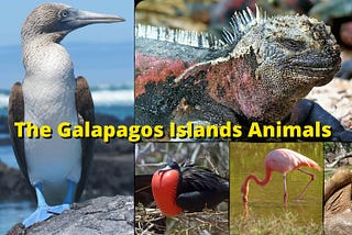 The Galapagos Islands Animals