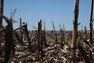 Desenvolvendo o “Brazil”: Agronegócio e a vulnerabilização de comunidades tradicionais