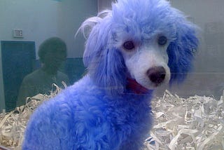 I Know Why The Dog Is Blue
